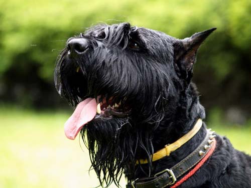 Ризен Саусер тілін көрсетеді