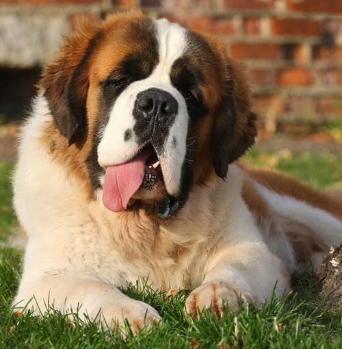 Бернард тілін жабыстырумен