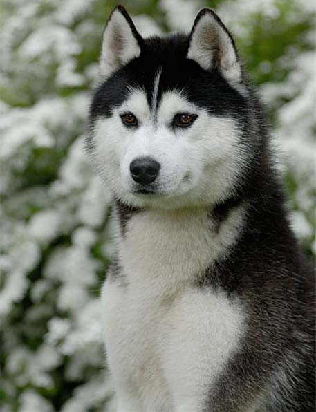 сібір қуыршақ мега әдемі