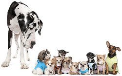 кішкентай иттер мен бір үлкен