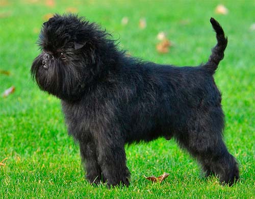 аффинипцердің щенкасы тілін салды