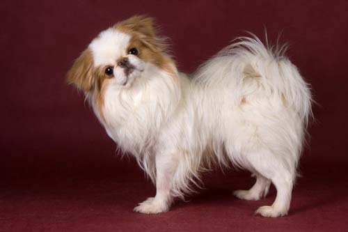 жапон жапырағының көңілді щенабы