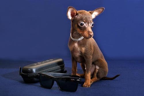 Ресейлік ойыншық терьерін тұмсық ретінде