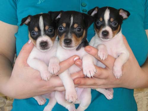 бұл түлкі терьерінің щенки