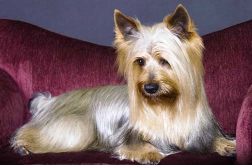 жібек терьер