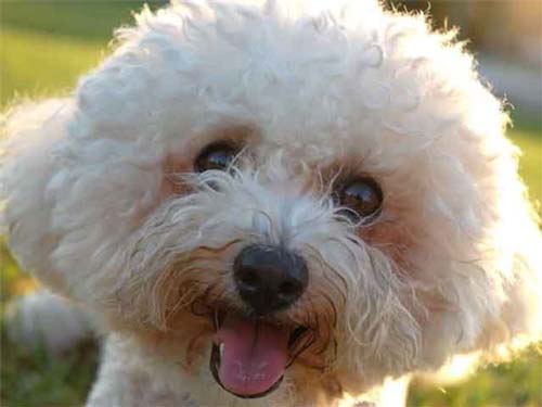 бричонды фризентті пушистый ит