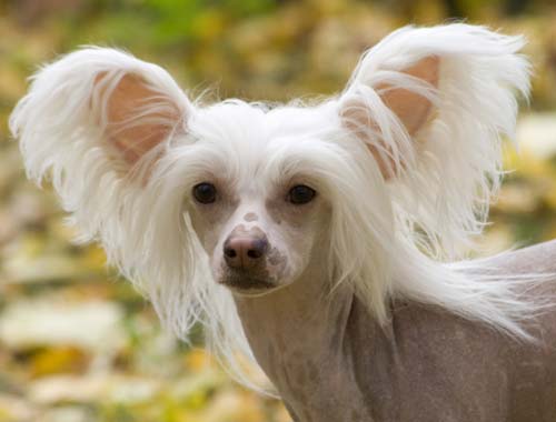 Әдемі қытайлық жасанды иттер