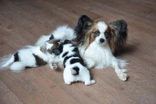 папилон-и-щенки