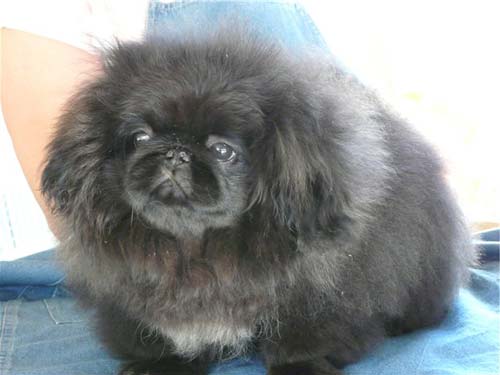 жұмсақ пекины