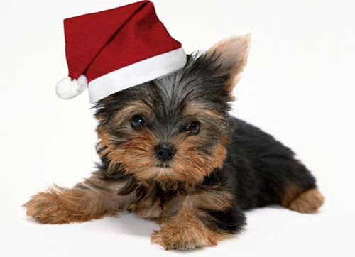 Щенки Санта Клаус қақпағындағы