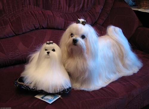 иттің мальталығы сноуборд ретінде