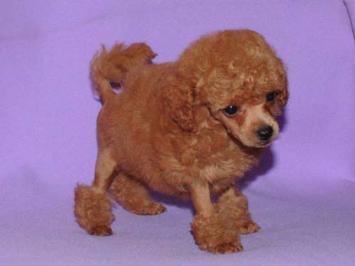 бұл пудель қойы