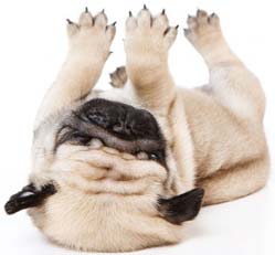 таяқша щенкасы