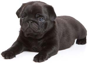 таяқша щенкасы