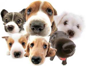 қандай ит таңдау керек