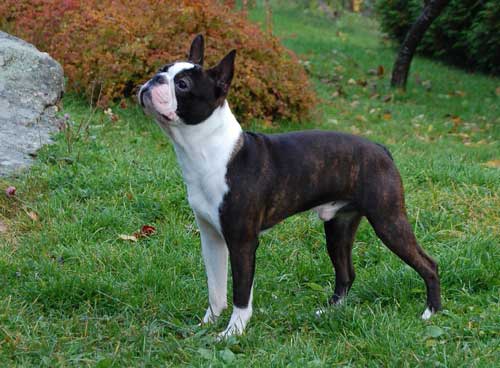Бостонский-терьер