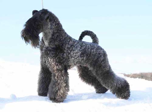Керри-блю-терьер