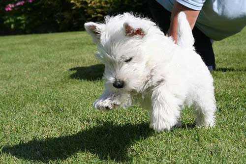 Вестхаленд-уайт-терер234