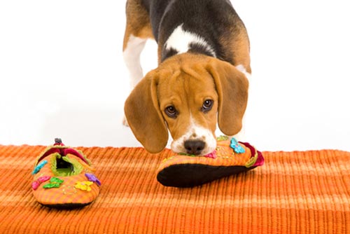 биязы сіңіреді