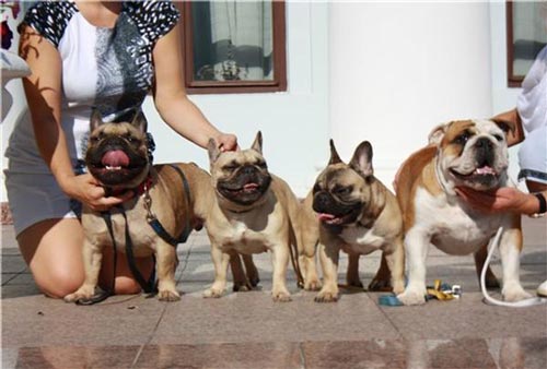 француз тілі