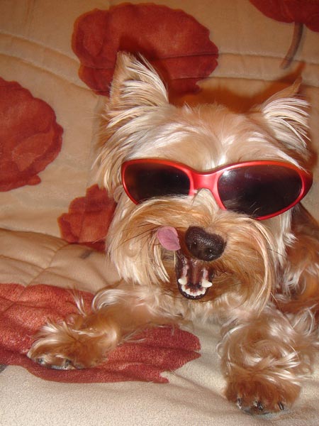 Йорк стақандары бар