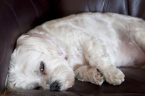 щенок мальта