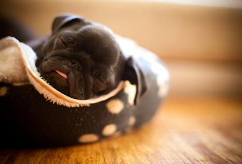 шұлық щенку кроссовкасында