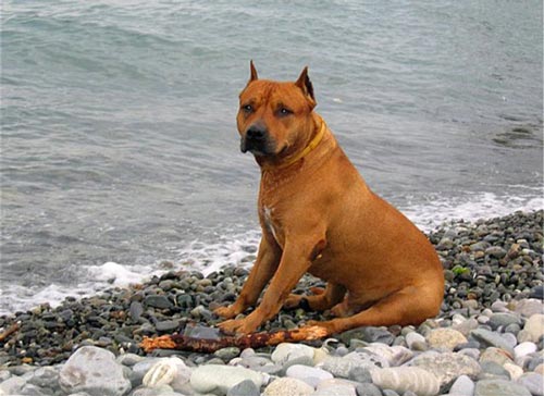 таяқпен шұңқыр