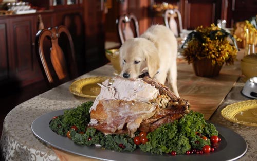 щенка үстелден жейді