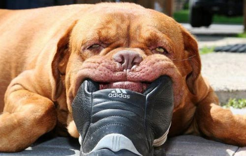 етке арналған ит