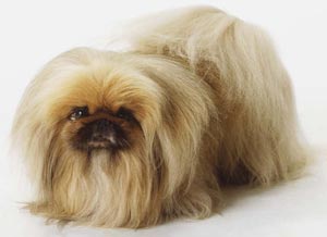 ересек пекинес