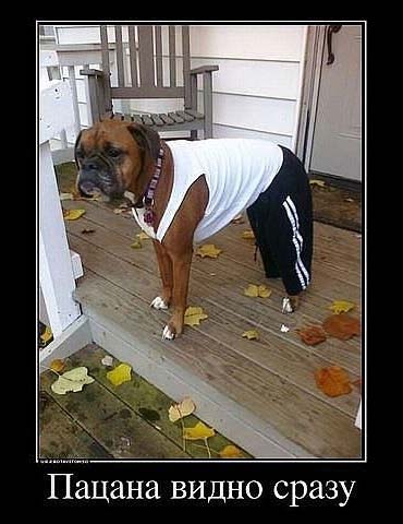 ит боксшысы - ұл