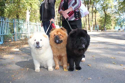 ағылшын бульдогы