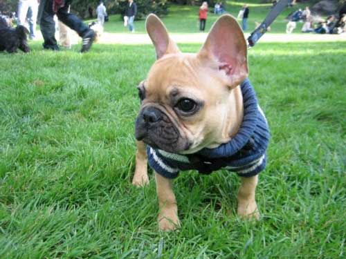 француз бульдогының көңілді щенабы