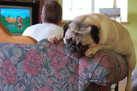 диванға шабуылдады