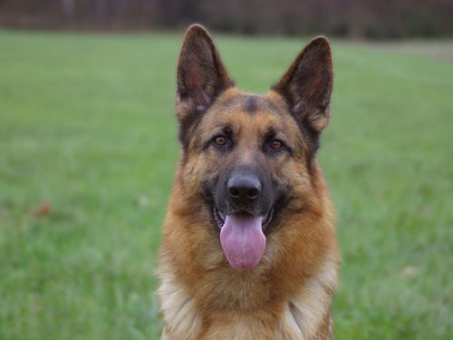 әдемі неміс шопан тілі өз тілін салады