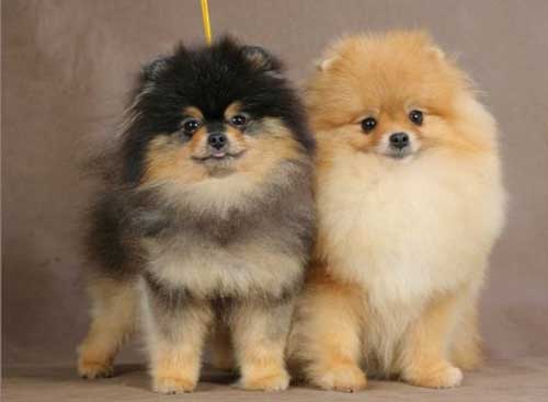 әдемі Pomeranian Spitz щенки
