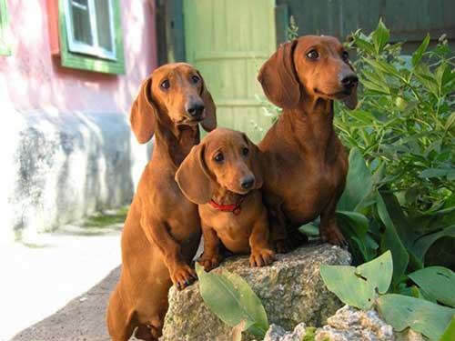 үш әдемі дachshunds