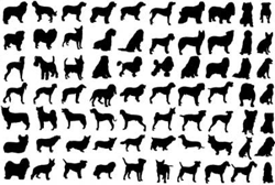 иттер тұқымы