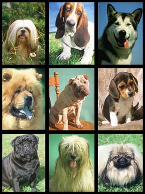 қуыршақ породы собак