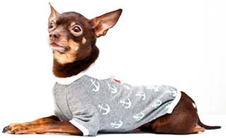 Терьердің орыс тілі жатыр