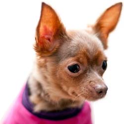 Киімдегі ресейлік ойыншық терьер