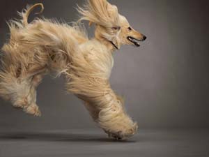 Ауғандық хун секіруде