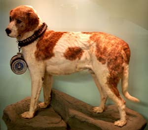 Құтқарушы Бэрри