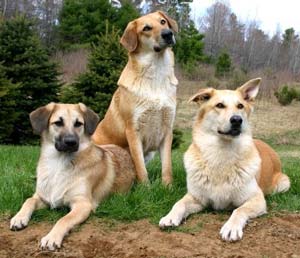 иттердің сирек тұқымы