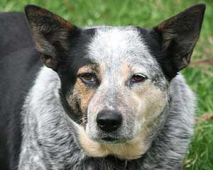 ескі иттер Белла