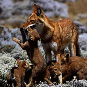 сирек жабайы ит