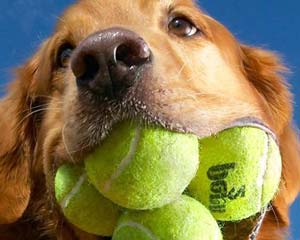 Алтынның 5 голы бар