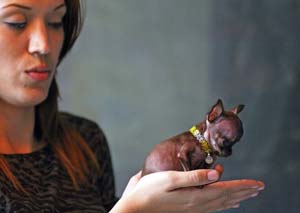 ең кішкентай ит Милли