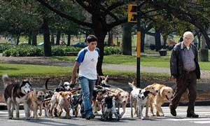 жігіт иттермен жүреді